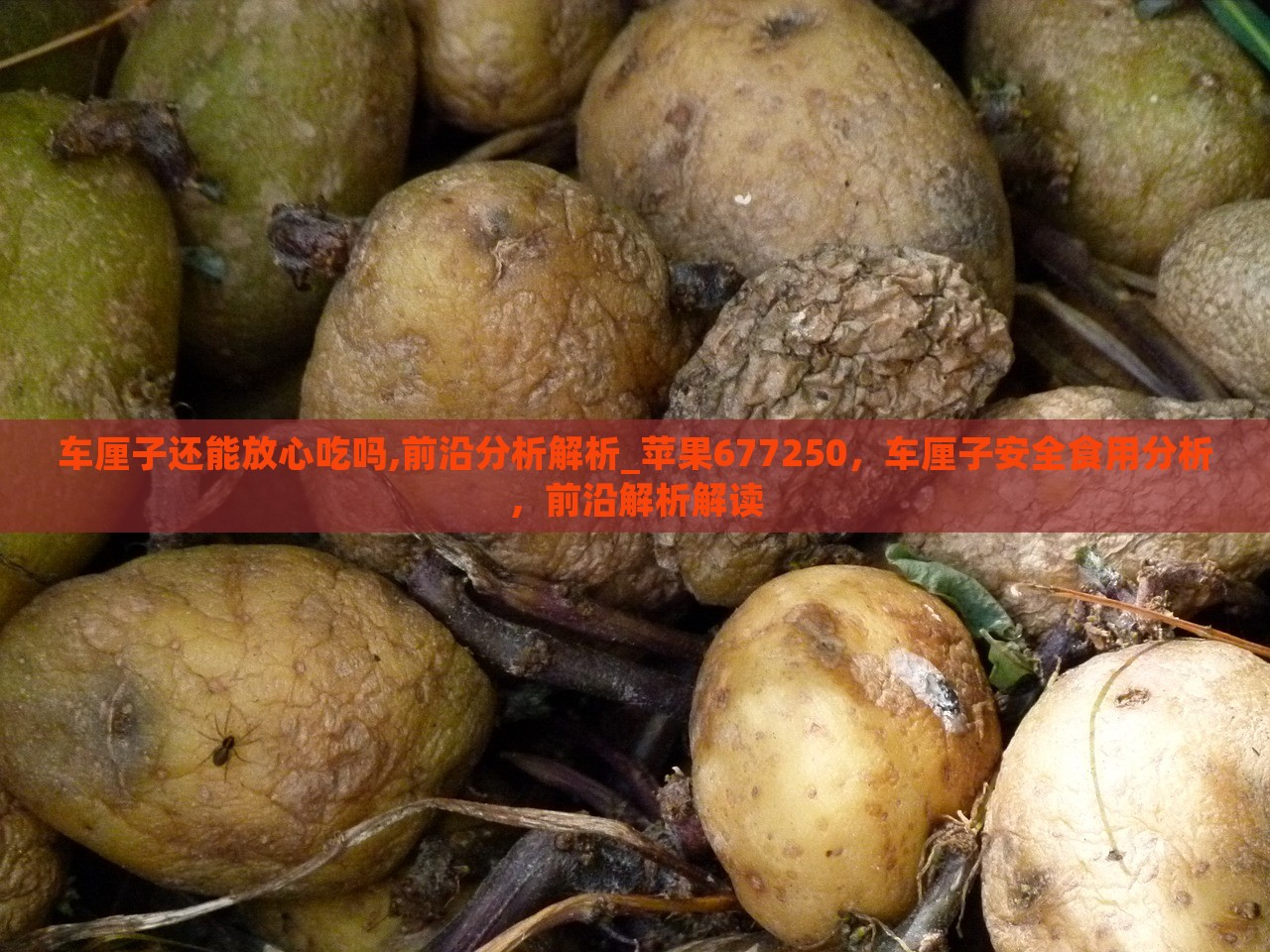 车厘子还能放心吃吗,前沿分析解析_苹果677250，车厘子安全食用分析，前沿解析解读