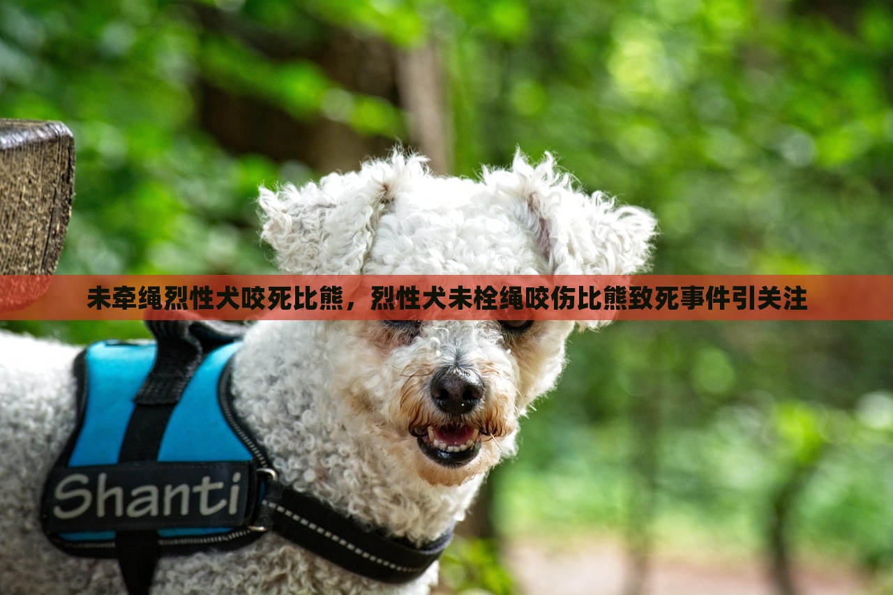 未牵绳烈性犬咬死比熊，烈性犬未栓绳咬伤比熊致死事件引关注，烈性犬未栓绳致比熊咬伤致死事件引关注