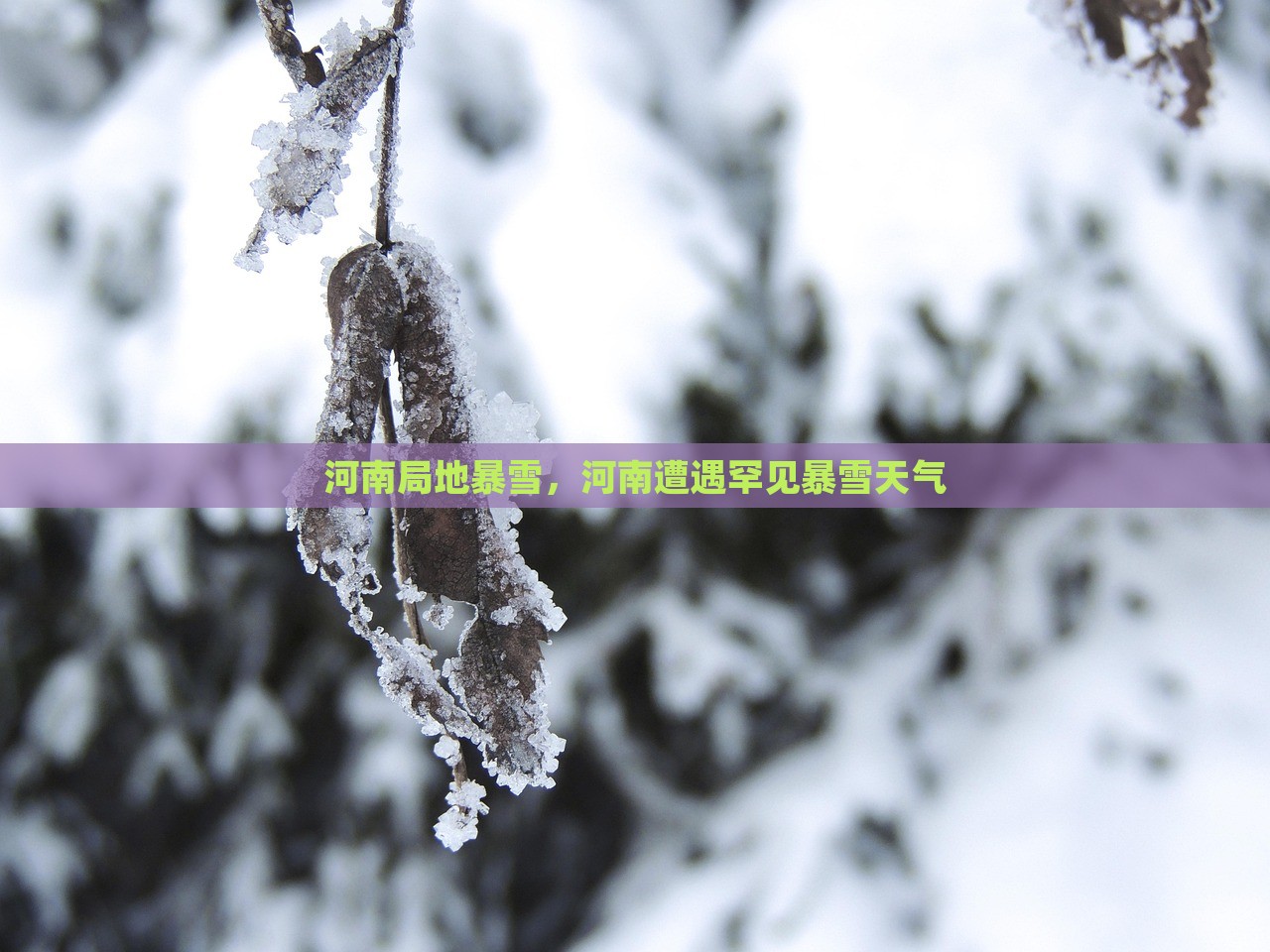 河南局地暴雪，河南遭遇罕见暴雪天气，河南遭遇罕见暴雪袭击，局部地区暴雪成灾