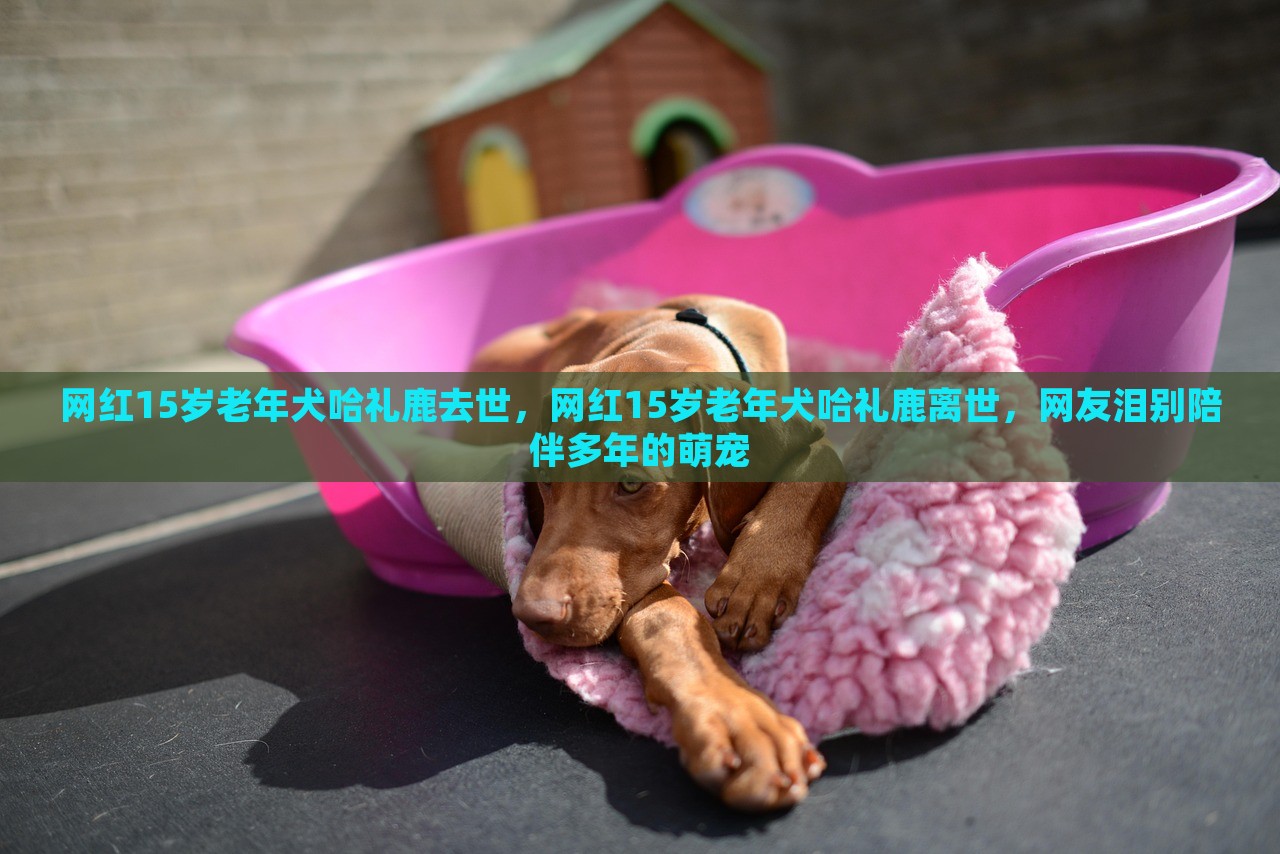 网红15岁老年犬哈礼鹿去世，网红15岁老年犬哈礼鹿离世，网友泪别陪伴多年的萌宠，网红老年犬哈礼鹿离世，网友泪别陪伴多年的萌宠挚友