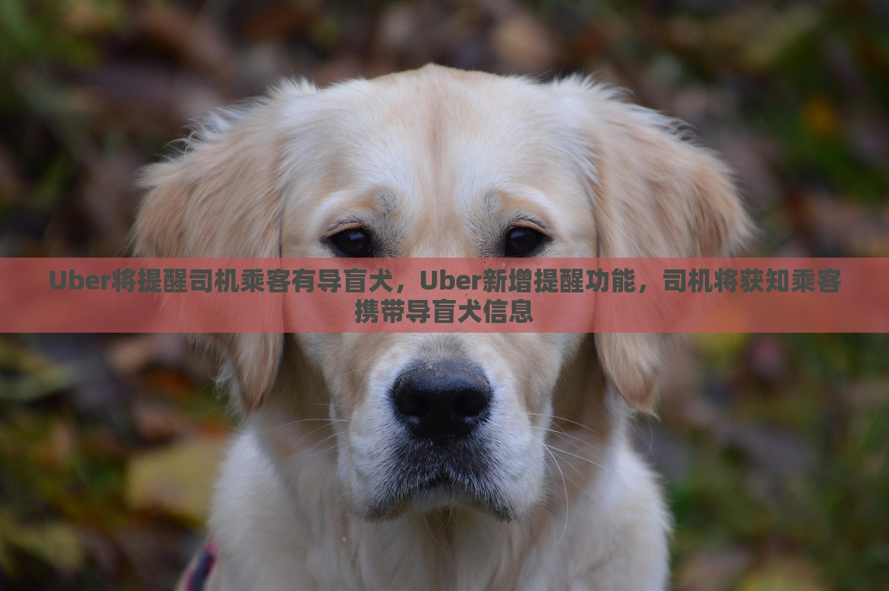 Uber将提醒司机乘客有导盲犬，Uber新增提醒功能，司机将获知乘客携带导盲犬信息，Uber推出新功能，司机将获知乘客携带导盲犬信息提醒功能