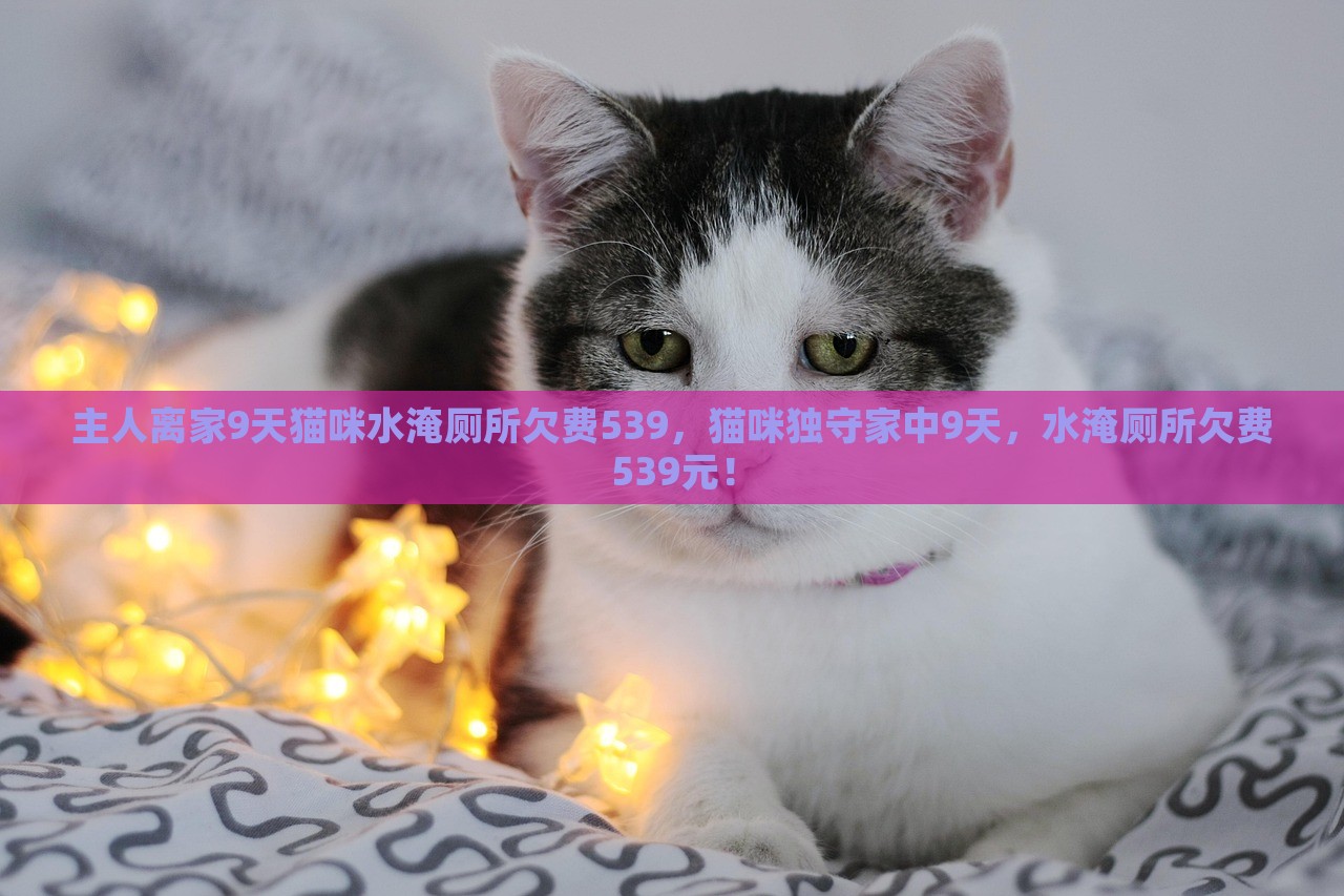 主人离家9天猫咪水淹厕所欠费539，猫咪独守家中9天，水淹厕所欠费539元！，主人离家猫咪独守家，水淹厕所欠费达五百余元！