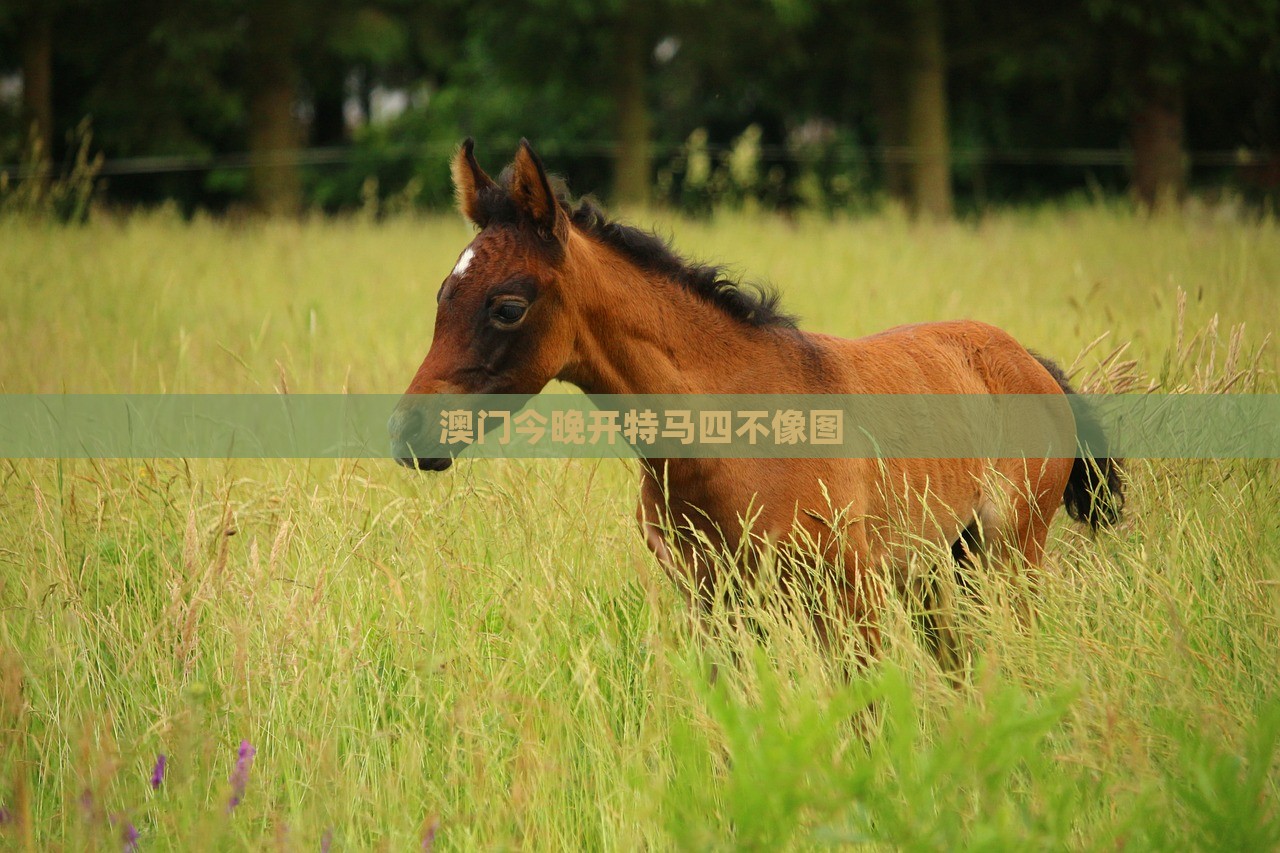 澳门今晚开特马四不像图，澳门特马四不像图今晚开奖结果