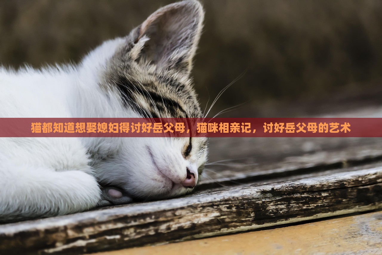 猫都知道想娶媳妇得讨好岳父母，猫咪相亲记，讨好岳父母的艺术，猫咪相亲记，讨好岳父母的艺术，猫咪求婚攻略