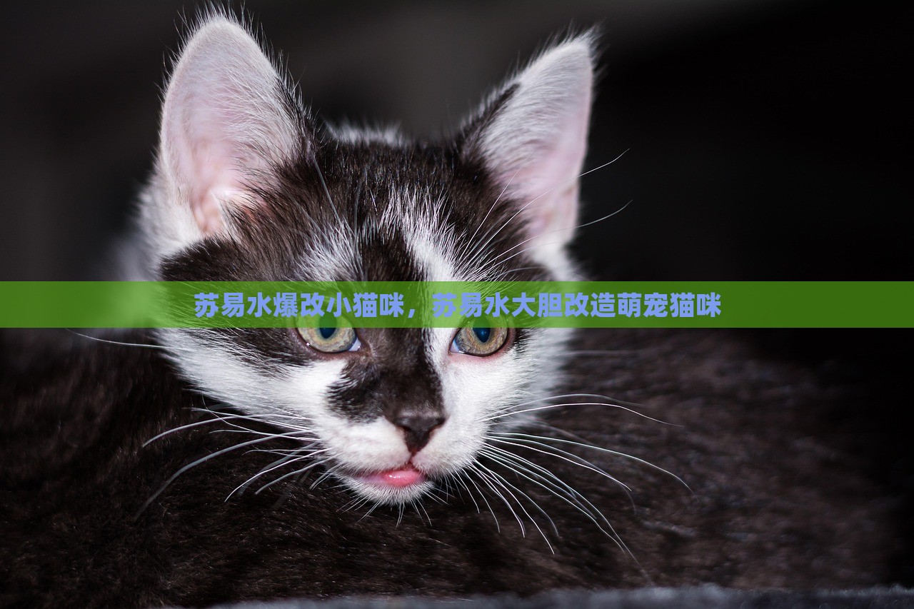 苏易水爆改小猫咪，苏易水大胆改造萌宠猫咪，苏易水改造小猫咪，大胆创新萌宠新形象