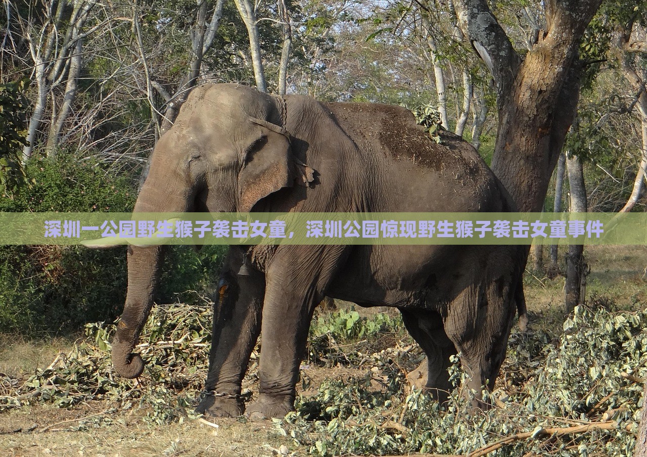 深圳一公园野生猴子袭击女童，深圳公园惊现野生猴子袭击女童事件，深圳公园野生猴子袭击女童事件震惊社会