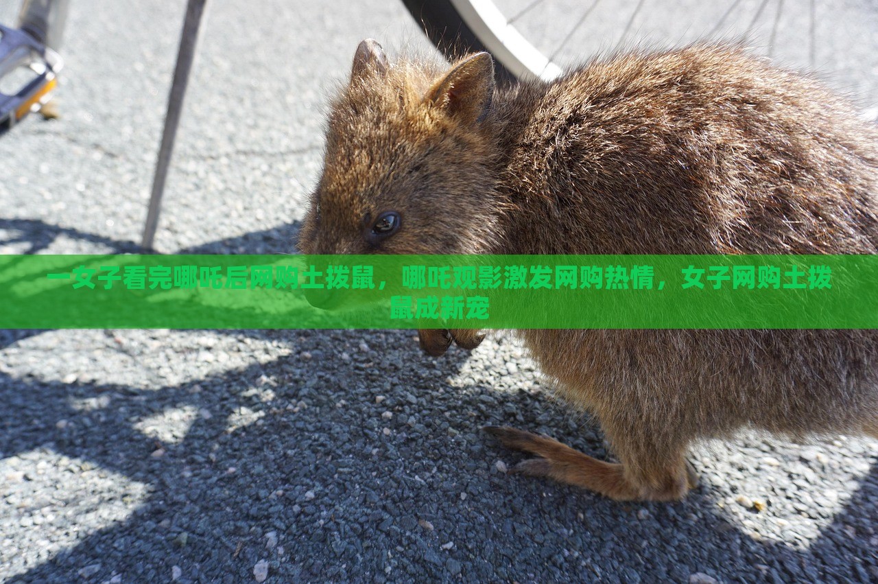 一女子看完哪吒后网购土拨鼠，哪吒观影激发网购热情，女子网购土拨鼠成新宠，观影激发购物欲，女子看哪吒后网购土拨鼠成新宠