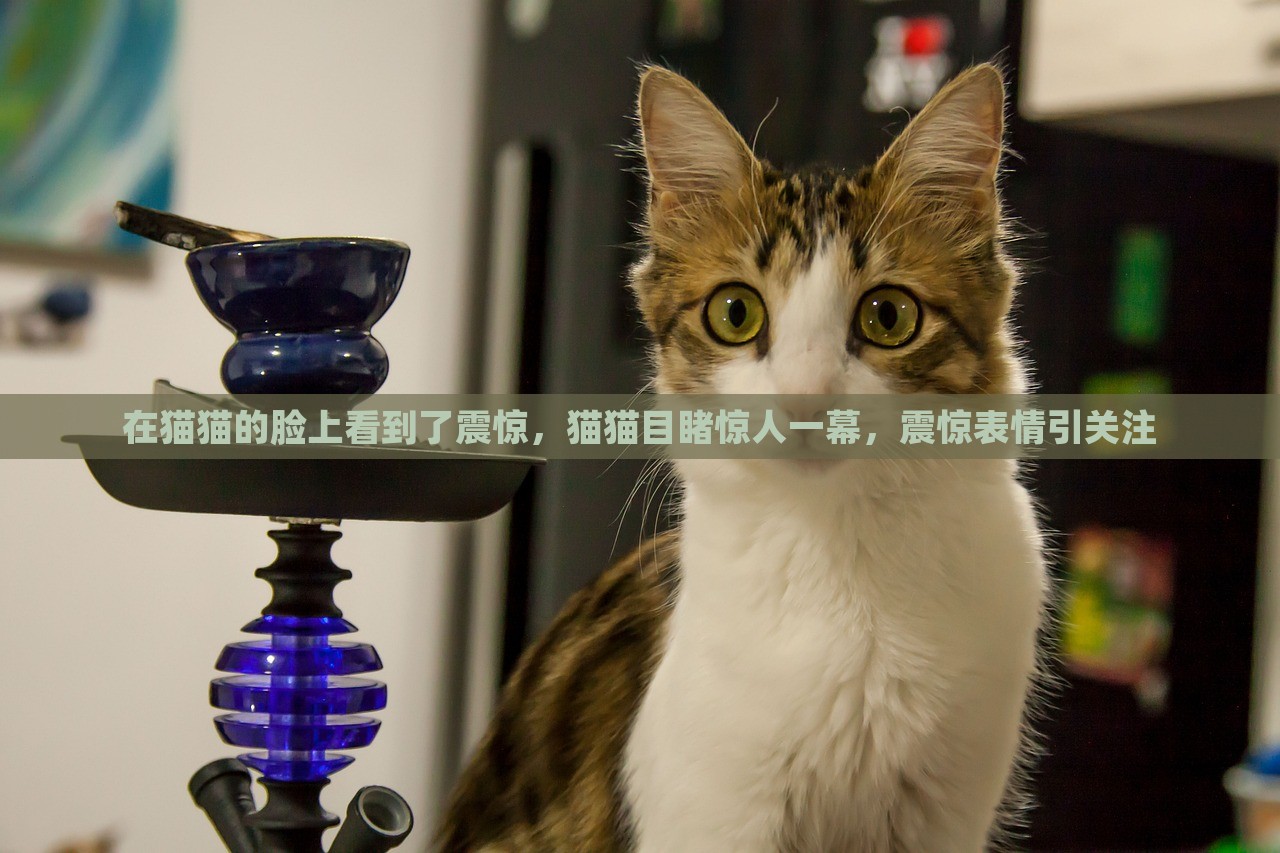 在猫猫的脸上看到了震惊，猫猫目睹惊人一幕，震惊表情引关注，猫猫震惊表情揭秘，目击惊人一幕引热议