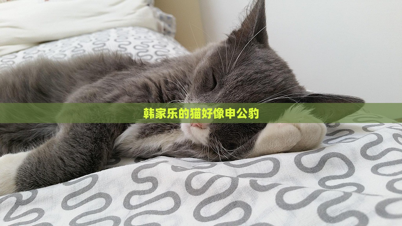 韩家乐的猫好像申公豹，韩家乐猫咪酷似申公豹