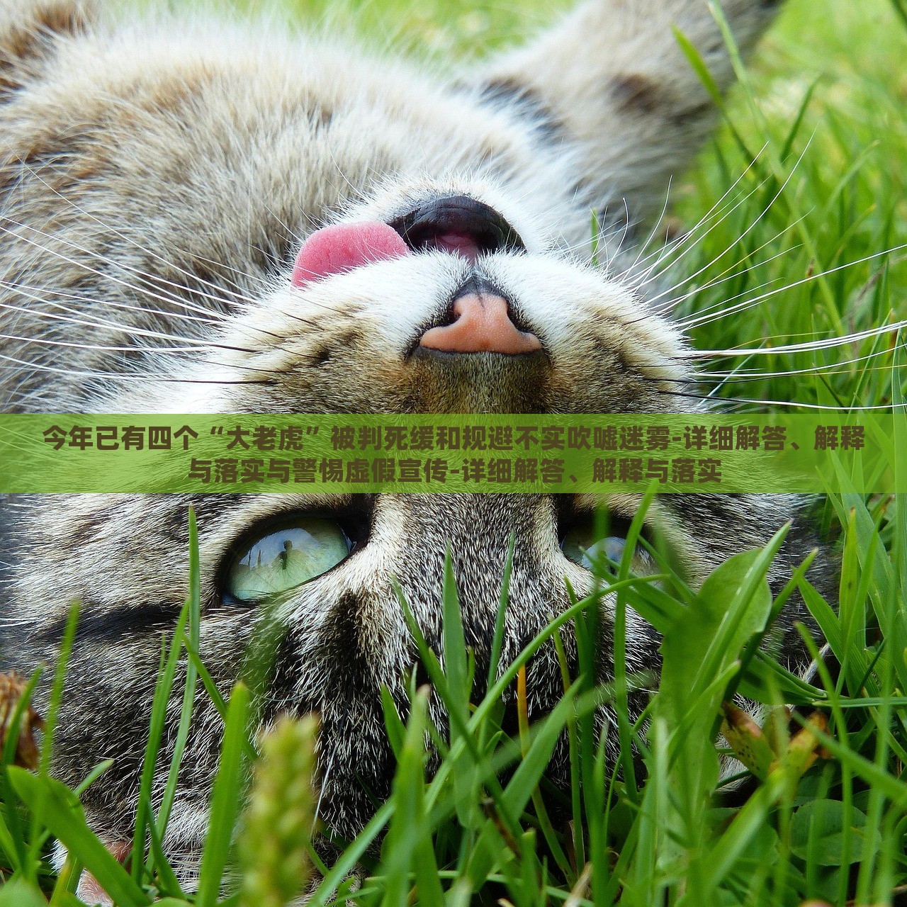 今年已有四個“大老虎”被判死緩和規(guī)避不實(shí)吹噓迷霧-詳細(xì)解答、解釋與落實(shí)與警惕虛假宣傳-詳細(xì)解答、解釋與落實(shí)