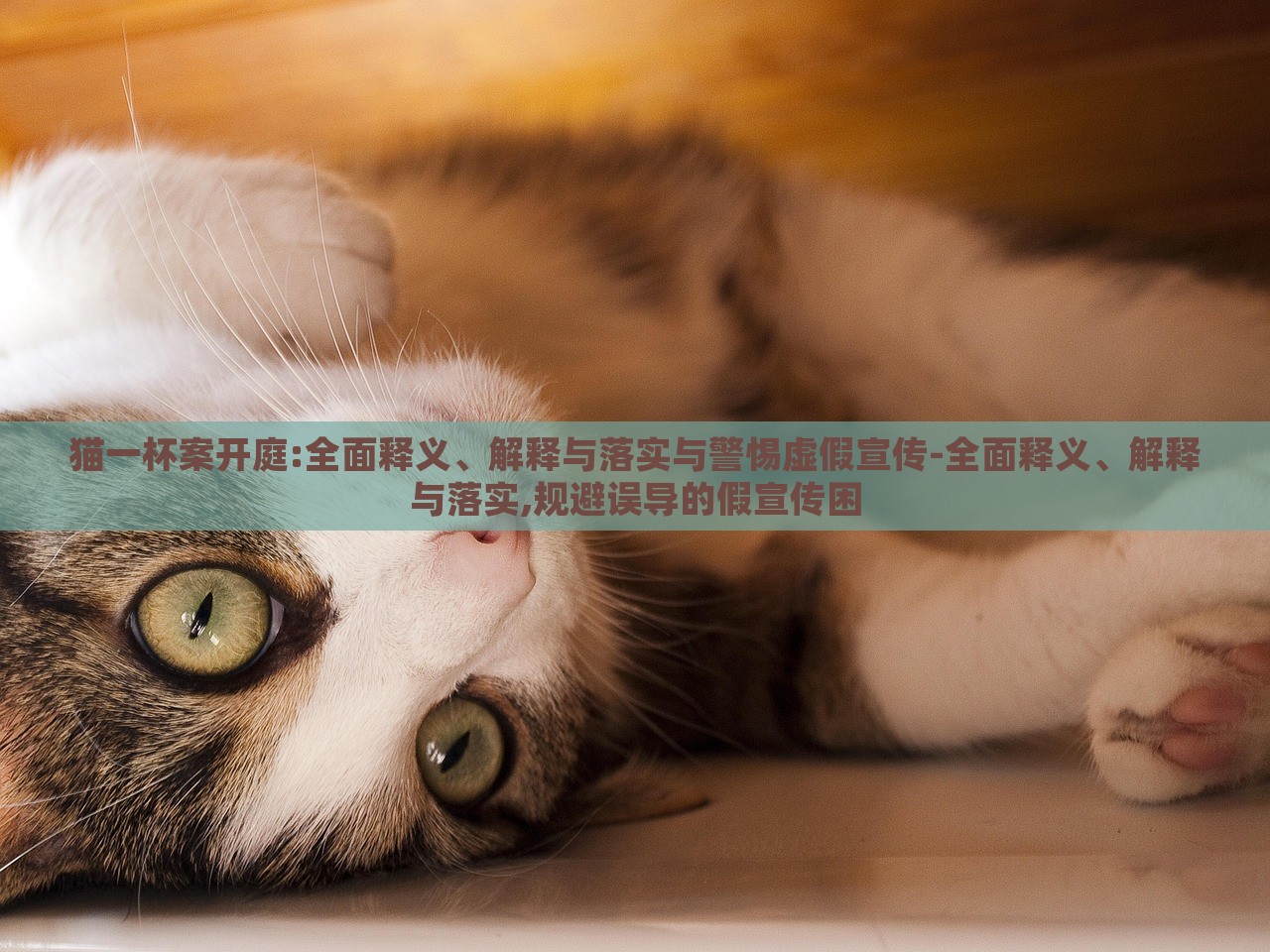 貓一杯案開庭:全面釋義、解釋與落實與警惕虛假宣傳-全面釋義、解釋與落實,規(guī)避誤導(dǎo)的假宣傳困