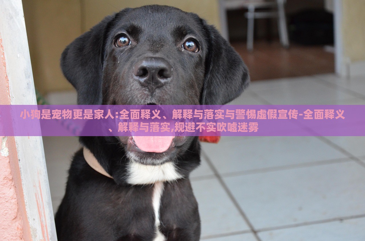 小狗是寵物更是家人:全面釋義、解釋與落實(shí)與警惕虛假宣傳-全面釋義、解釋與落實(shí),規(guī)避不實(shí)吹噓迷霧